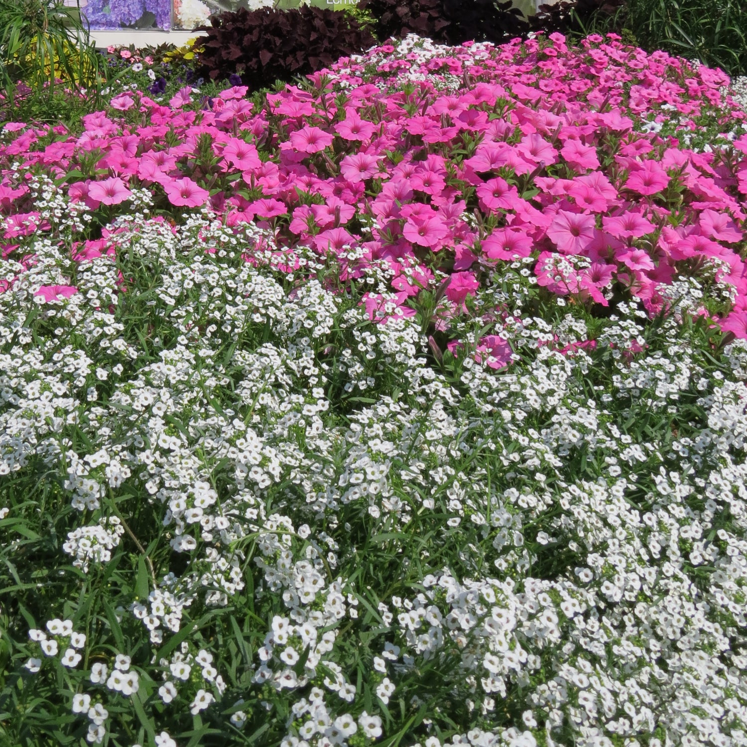 A vibrant garden bed features clusters of fragrant white Snow Princess® Sweet Alyssum (Lobularia) in the foreground, bright pink petunias blooming behind, and lush green foliage with more trailing annuals in the background - Photo Property of Garden Crossings LLC.