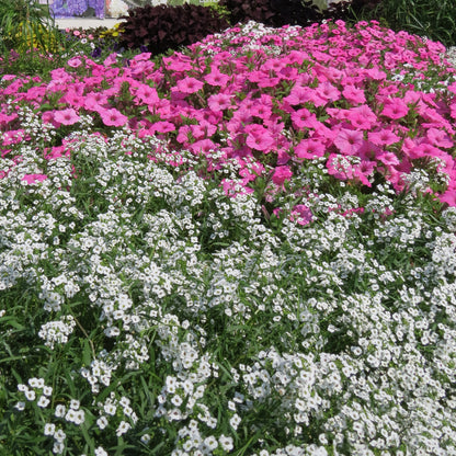 A vibrant garden bed features clusters of fragrant white Snow Princess® Sweet Alyssum (Lobularia) in the foreground, bright pink petunias blooming behind, and lush green foliage with more trailing annuals in the background - Photo Property of Garden Crossings LLC.