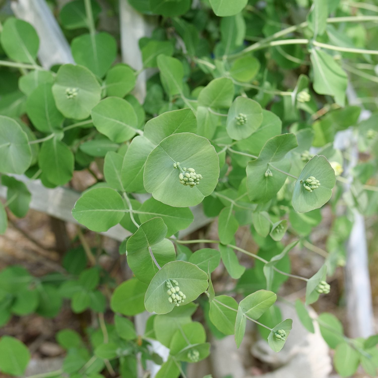 Best Selling - Shrubs