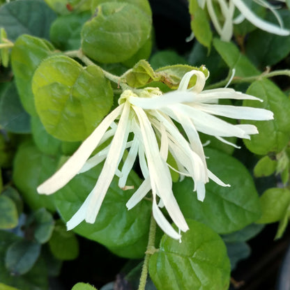 A close-up of Jazz Hands® White Chinese Fringe-Flower (Loropetalum) displays its long, thin white petals amid round green leaves. This delicate flowering shrub is the main focus of the image - Photo Property of Garden Crossings LLC.