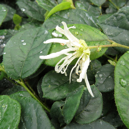 Close-up of a Jazz Hands® White Chinese Fringe-Flower (Loropetalum) with thin white petals rests on dark green leaves glistening with rain droplets - Photo Property of Garden Crossings LLC.