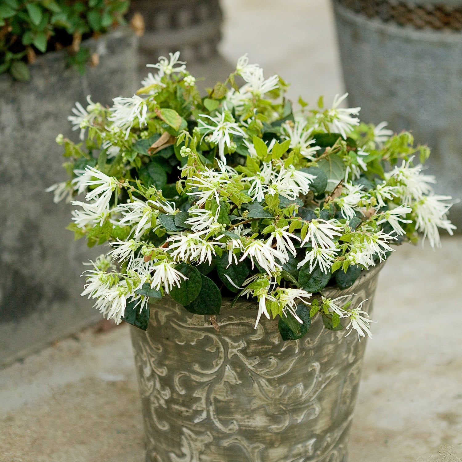 A decorative metal pot holds a lush green Jazz Hands® White Chinese Fringe-Flower (Loropetalum) shrub with many small, fringed white blooms on a light-colored surface - Photo Courtesy of Proven Winners, Inc. Decorative pot not included.
