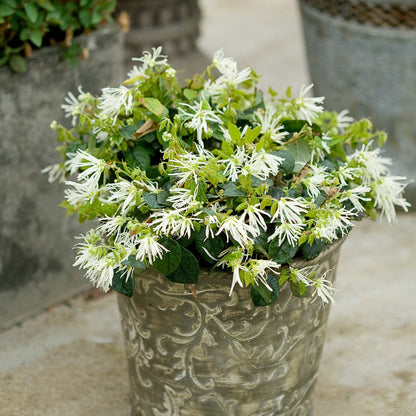 A decorative metal pot holds a lush green Jazz Hands® White Chinese Fringe-Flower (Loropetalum) shrub with many small, fringed white blooms on a light-colored surface - Photo Courtesy of Proven Winners, Inc. Decorative pot not included.