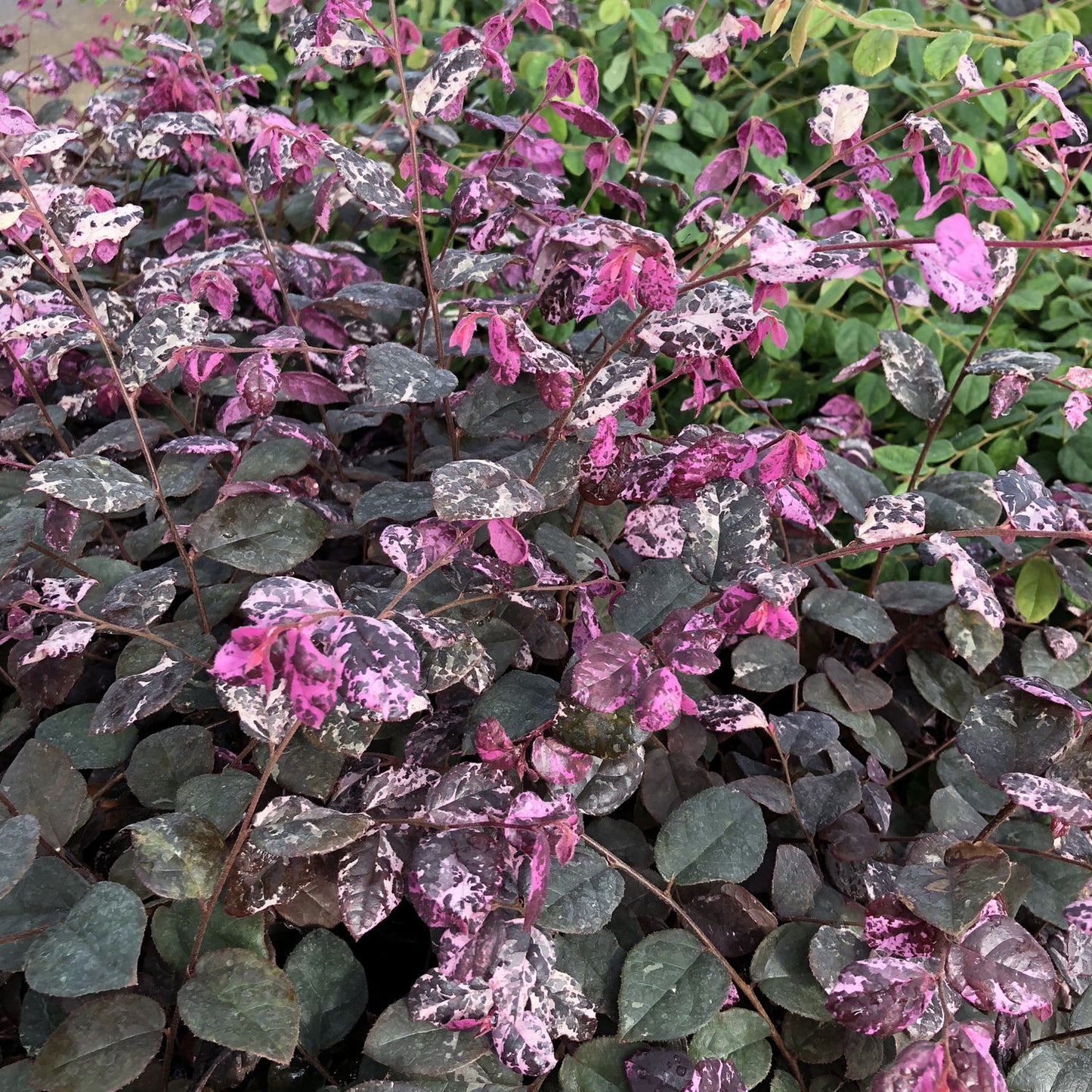 Jazz Hands Variegated® White Chinese Fringe -Flower (Loropetalum) - Photo Property of Garden Crossings LLC