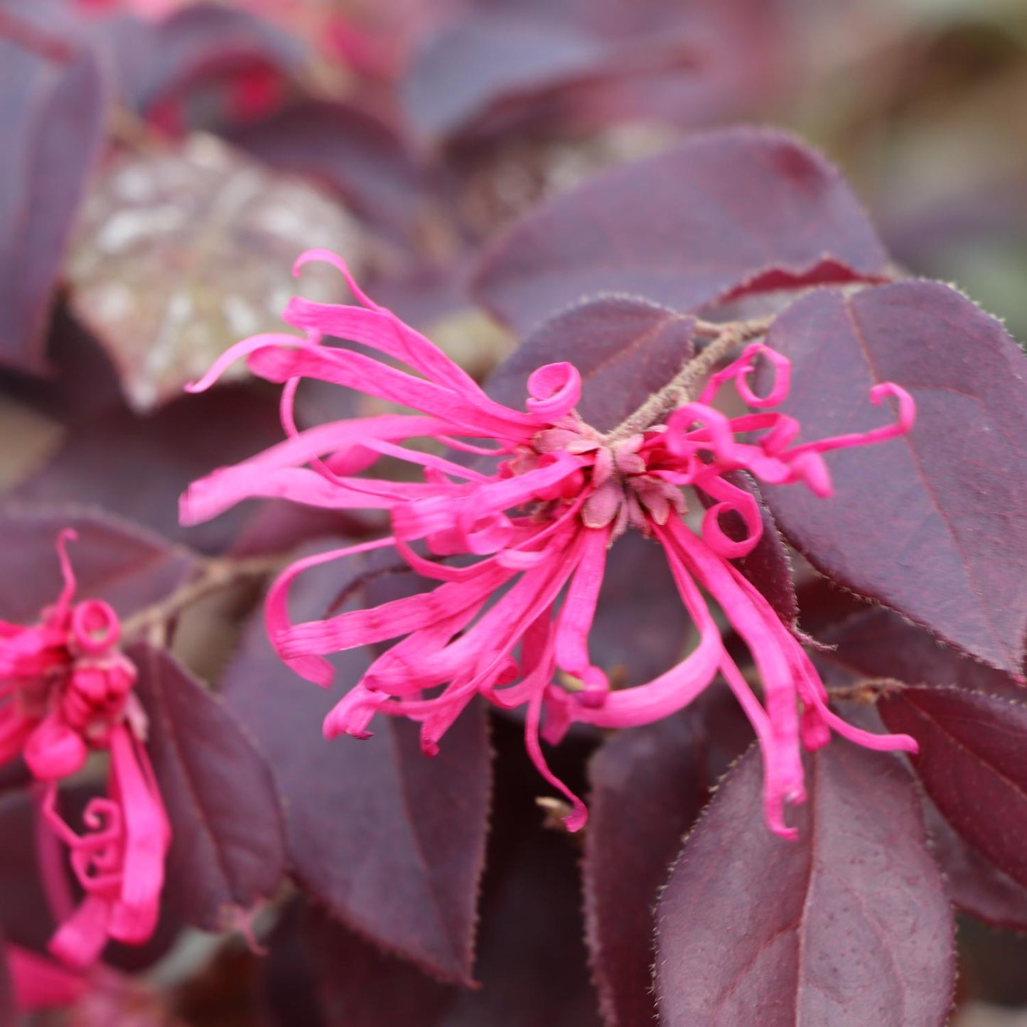 Close-up of a brilliant pink Jazz Hands® Velvet Chinese Fringe-Flower (Loropetalum) bloom with twisted petals, set against dark purple foliage and a softly blurred background that highlights its unique structure - Photo Courtesy of Proven Winners, Inc.