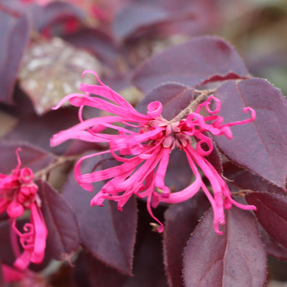 Close-up of a brilliant pink Jazz Hands® Velvet Chinese Fringe-Flower (Loropetalum) bloom with twisted petals, set against dark purple foliage and a softly blurred background that highlights its unique structure - Photo Courtesy of Proven Winners, Inc.