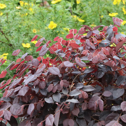 The rich purple foliage of Jazz Hands® Velvet Chinese Fringe-Flower (Loropetalum) appears in the foreground, accented by pink fringe flowers, while soft green leaves and tiny yellow blooms blur in the background - Photo Courtesy of Proven Winners, Inc.