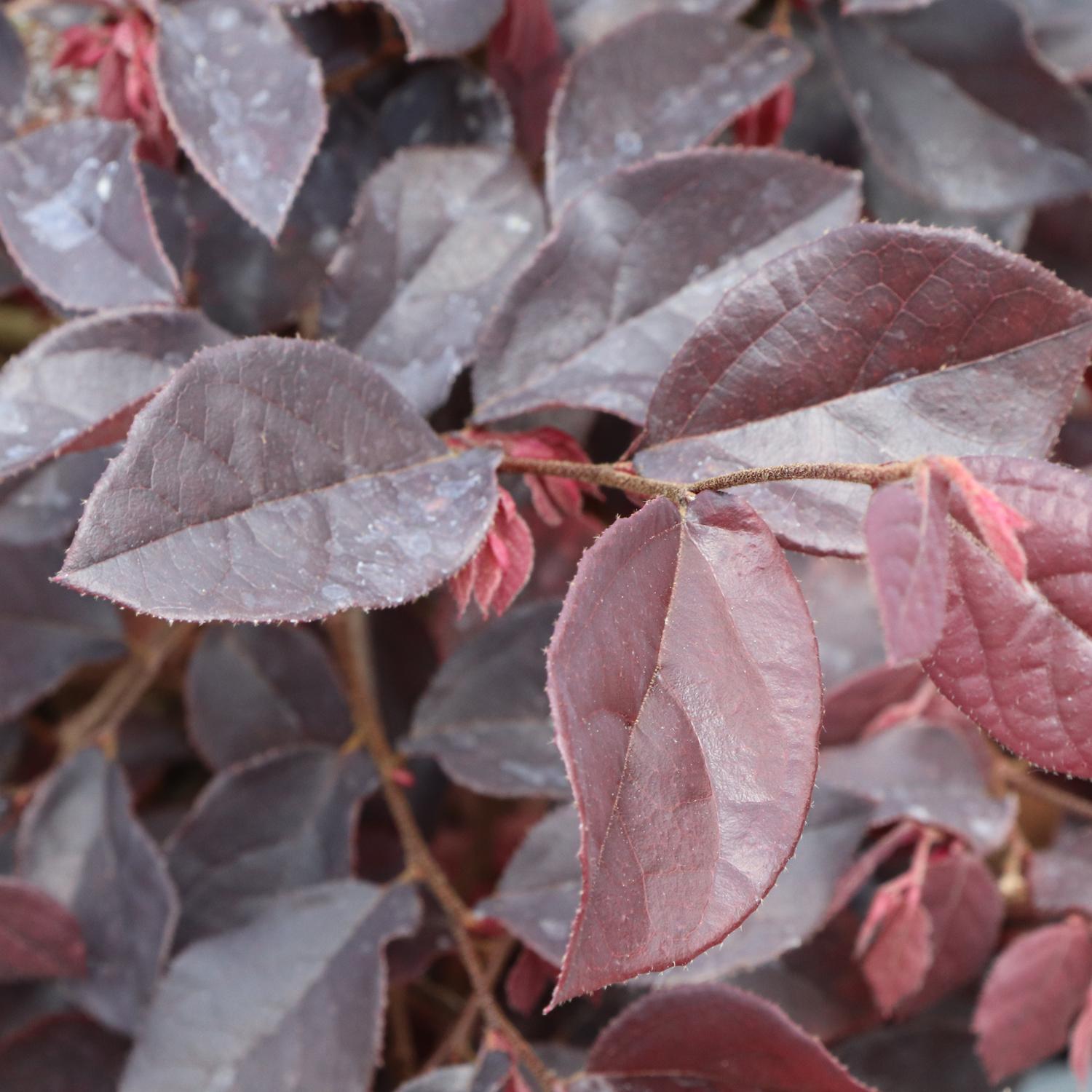 Close-up of Jazz Hands® Velvet Chinese Fringe-Flower (Loropetalum) branches, featuring dark purple, glossy, textured oval leaves with visible veins and lighter spots. Hints of pink fringe flowers peek through the striking foliage - Photo Courtesy of Proven Winners, Inc.