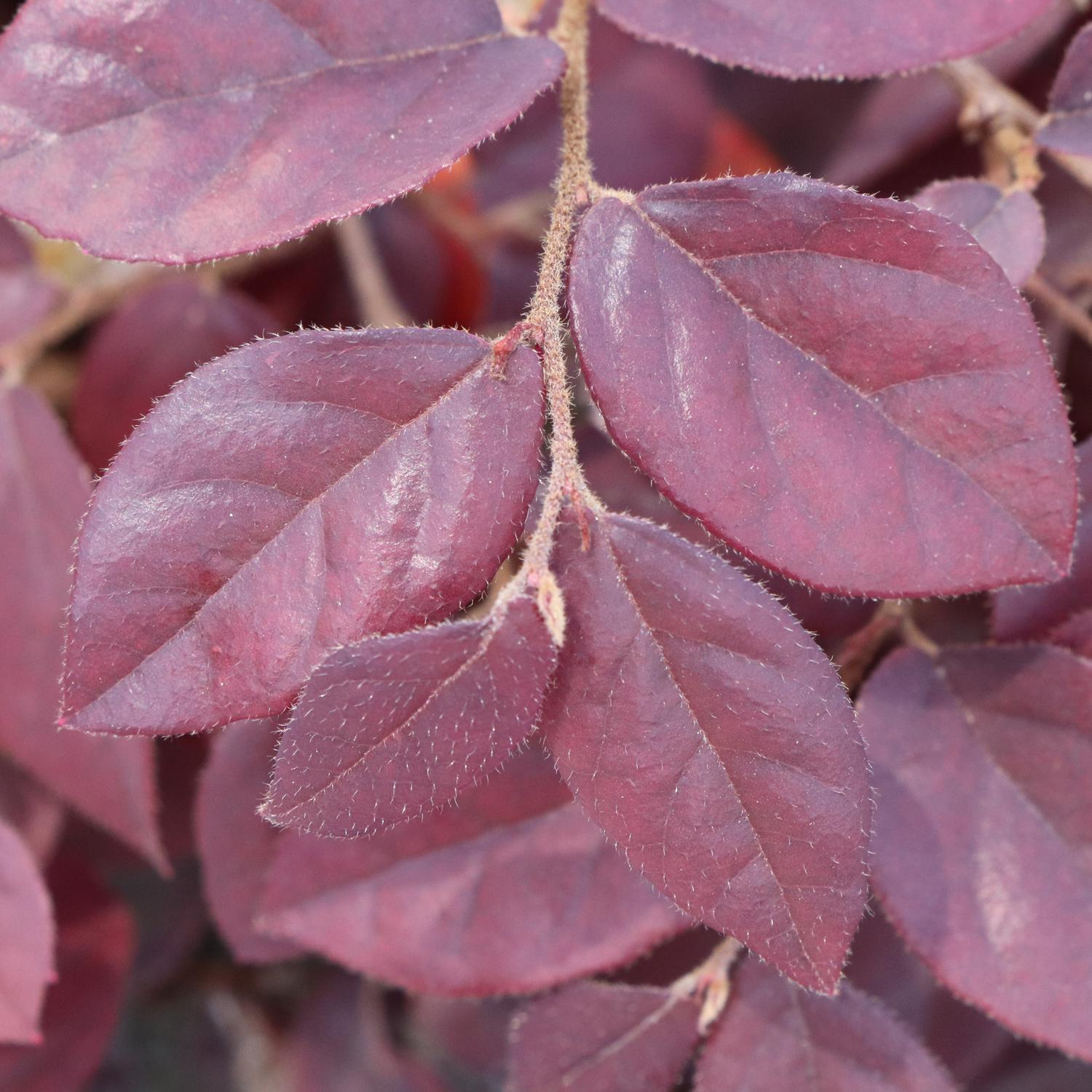 Close-up of Jazz Hands® Velvet Chinese Fringe-Flower, showing its dark purple, pointed, slightly fuzzy leaves on slender stems - Photo Courtesy of Proven Winners, Inc.