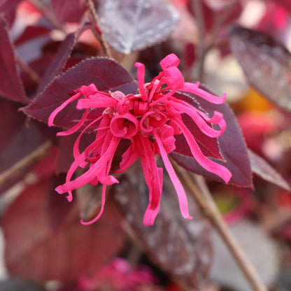 Bright pink fringe blooms of Jazz Hands® Velvet Chinese Fringe-Flower (Loropetalum) create a vivid contrast against its dark purple foliage, with curly petals standing out beautifully against the leaves - Photo Courtesy of Proven Winners, Inc.