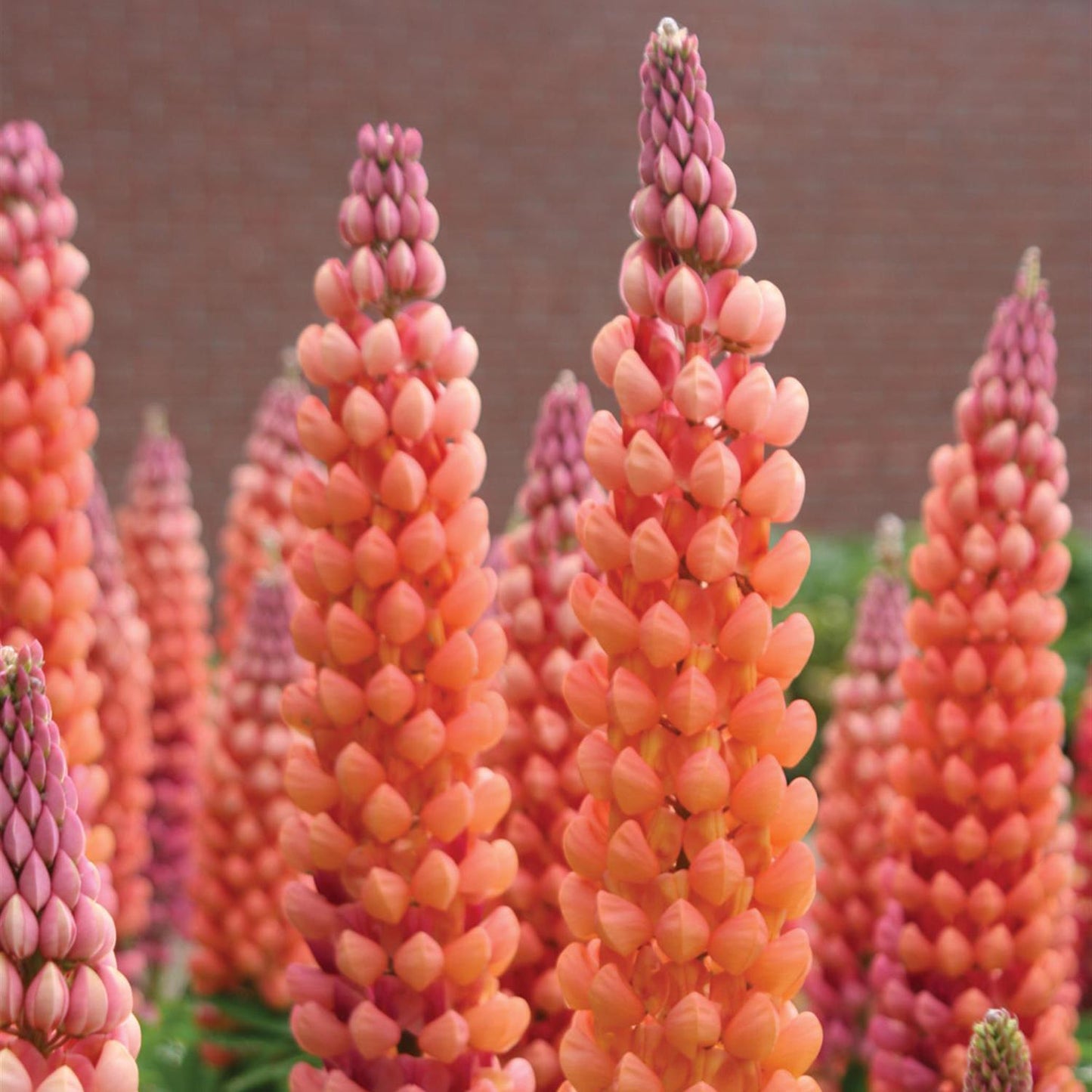 Close-up of tall orange and pink Westcountry™ 'Salmon Star' Lupine (Lupinus) stand upright with green leaves at the base. A blurred brick wall is in the background - Photo Courtesy of Ball Horticulture, Inc.