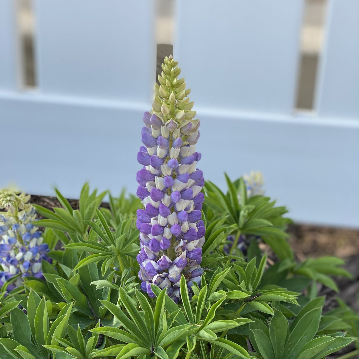 Mini Gallery™ Blue Bicolor Lupine (Lupinus) - Photo Property of Garden Crossings LLC