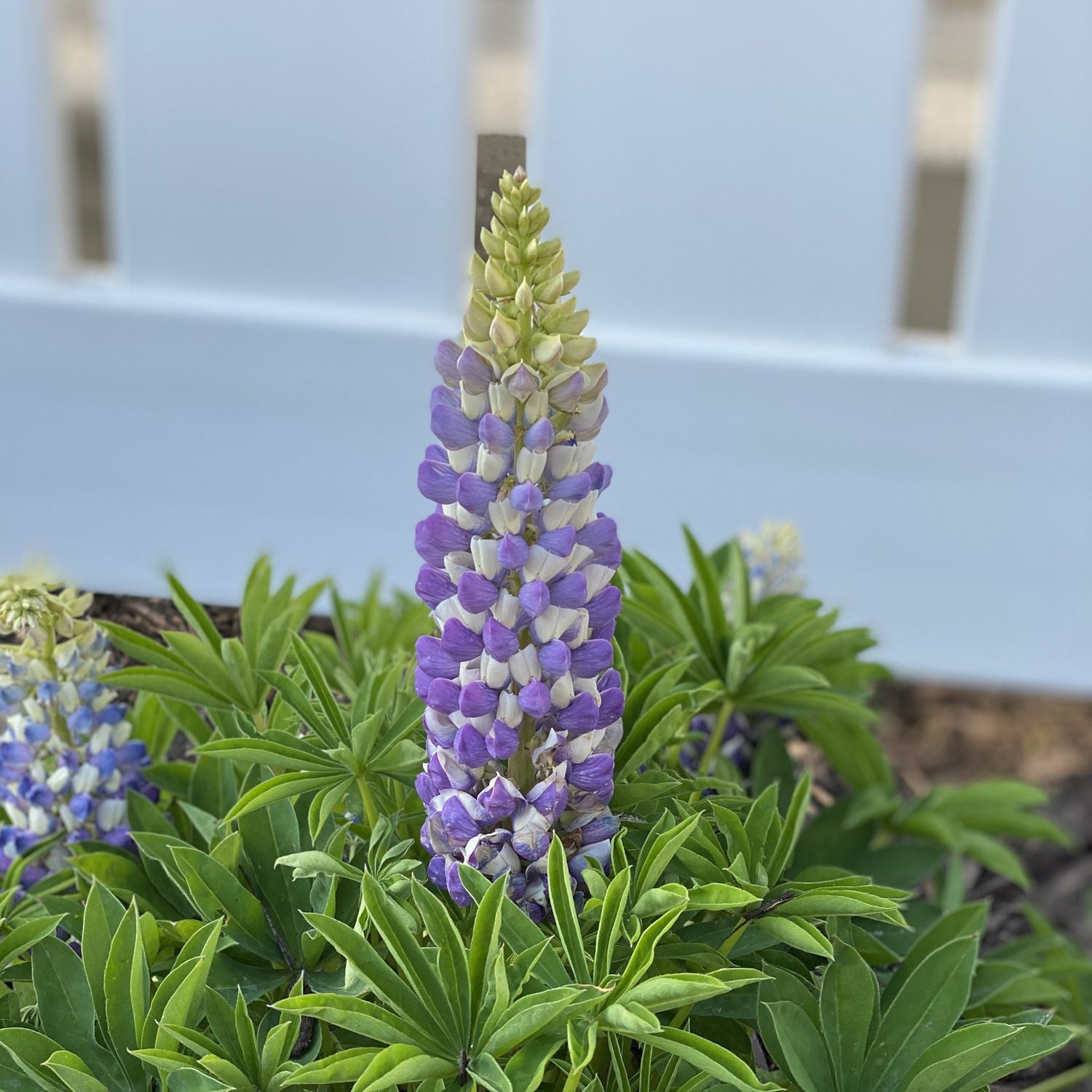 Mini Gallery™ Blue Bicolor Lupine (Lupinus) - Photo Property of Garden Crossings LLC