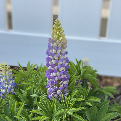 Mini Gallery™ Blue Bicolor Lupine (Lupinus) - Photo Property of Garden Crossings LLC
