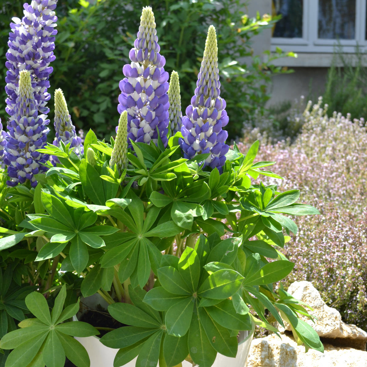 Mini Gallery™ Blue Bicolor Lupine (Lupinus) - Photo Courtesy of Walters Gardens, Inc.