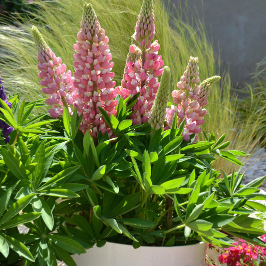 Mini Gallery™ Pink Bicolor Lupine (Lupinus) - Photo Courtesy of Walters Gardens, Inc.