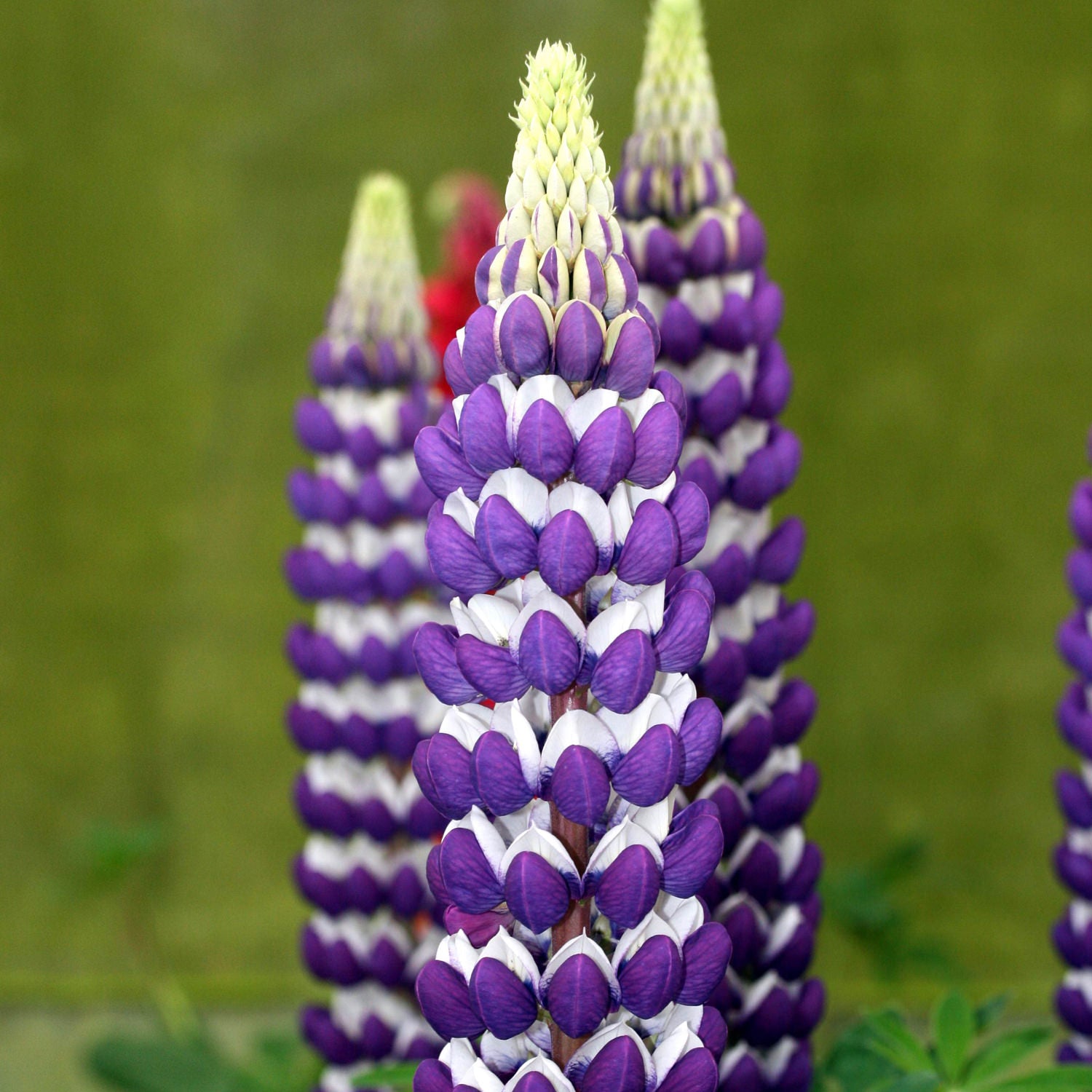 Westcountry™ 'Blacksmith' Lupine (Lupinus) - Photo Courtesy of Ball Horticulure, Inc.