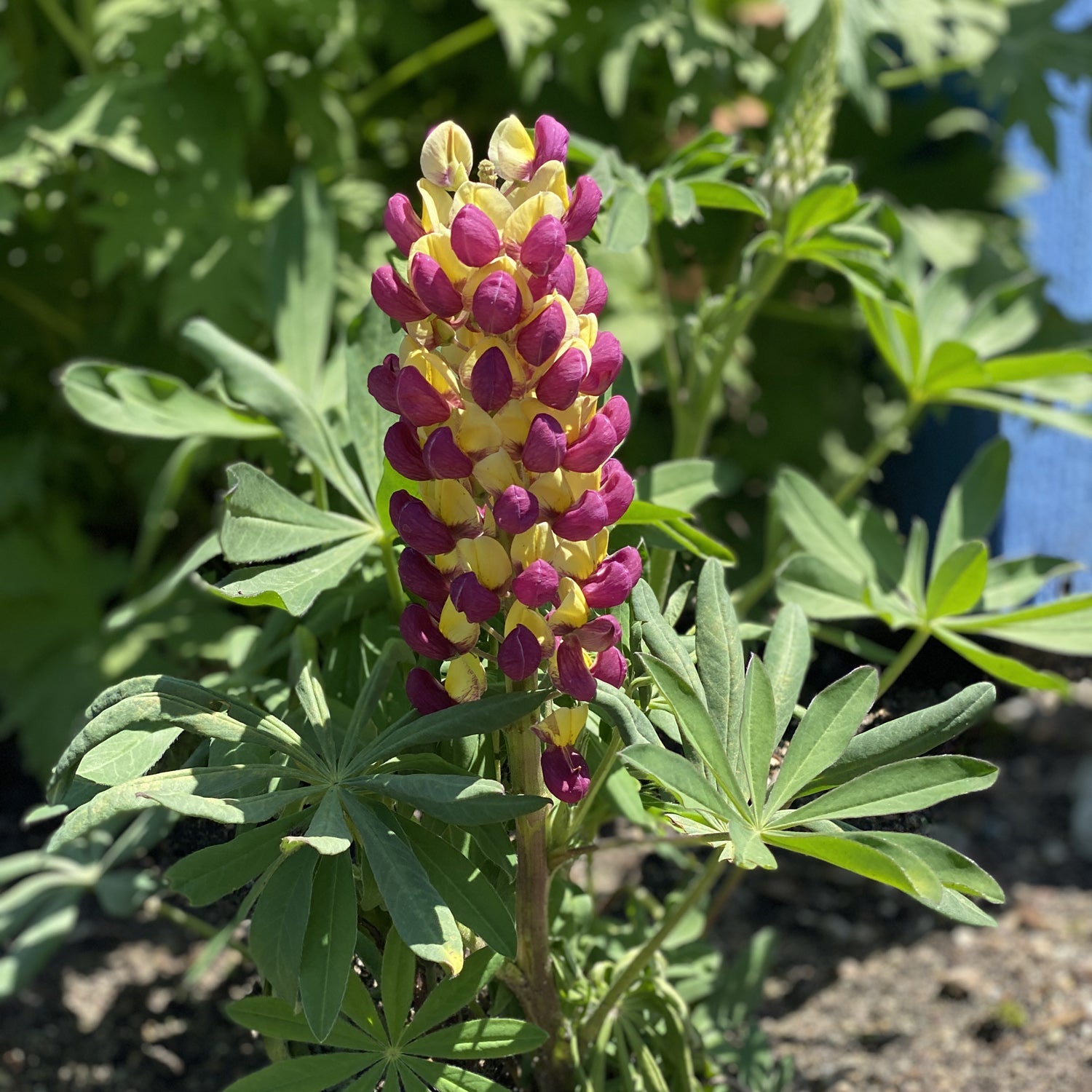 West Country Lupine - Thumbnail 3