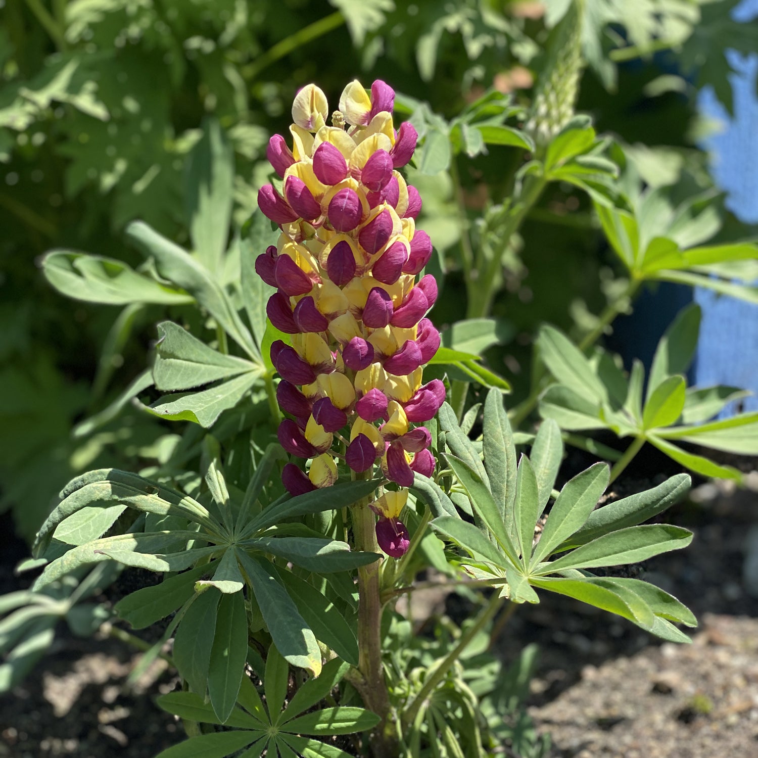 Westcountry™ 'Manhattan Lights' Lupine (Lupinus) - Photo Property of Garden Crossings LLC