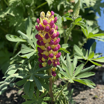 Westcountry™ 'Manhattan Lights' Lupine (Lupinus) - Photo Property of Garden Crossings LLC