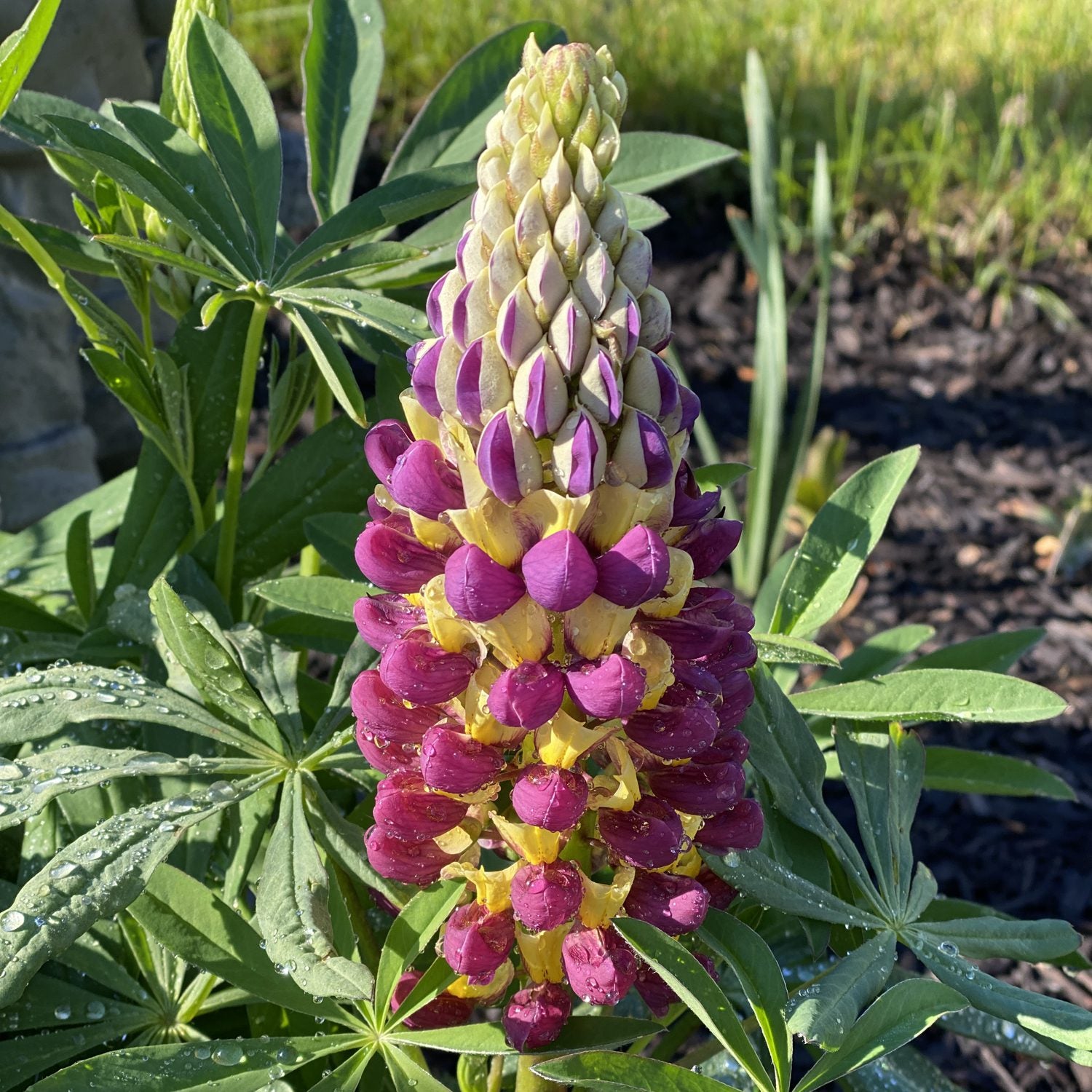 Westcountry™ 'Manhattan Lights' Lupine (Lupinus) - Photo Property of Garden Crossings LLC