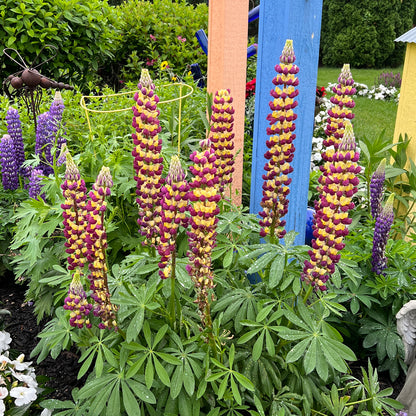 Westcountry™ 'Manhattan Lights' Lupine (Lupinus) - Photo Property of Garden Crossings LLC
