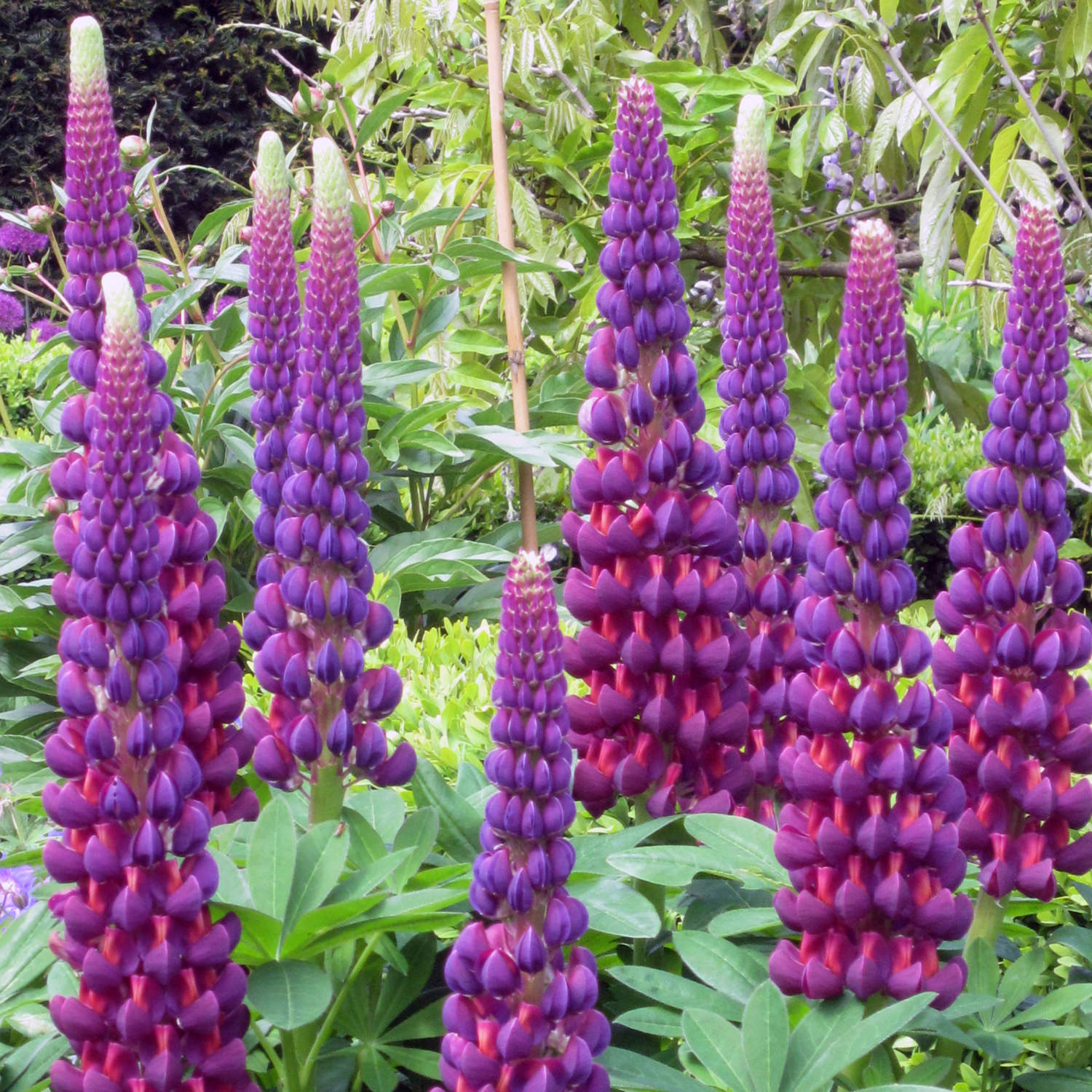 Westcountry™ 'Masterpiece' Lupine (Lupinus) - Photo Courtesy of Ball Horticulure, Inc.