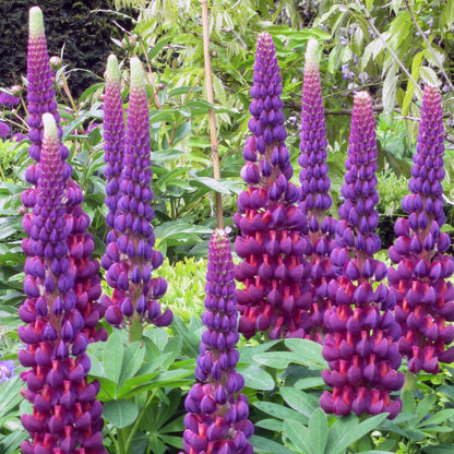 Westcountry™ 'Masterpiece' Lupine (Lupinus) - Photo Courtesy of Ball Horticulure, Inc.