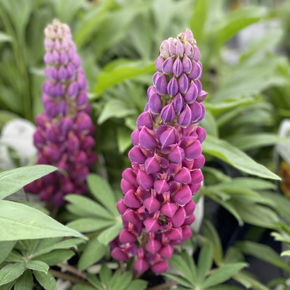 Westcountry™ 'Masterpiece' Lupine (Lupinus) - Photo Property of Garden Crossings LLC