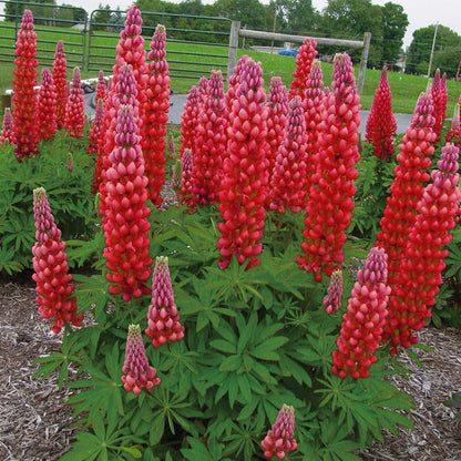 Westcountry™ 'Red Rum' Lupine (Lupinus) - Photo Courtesy of Ball Horticulure, Inc.
