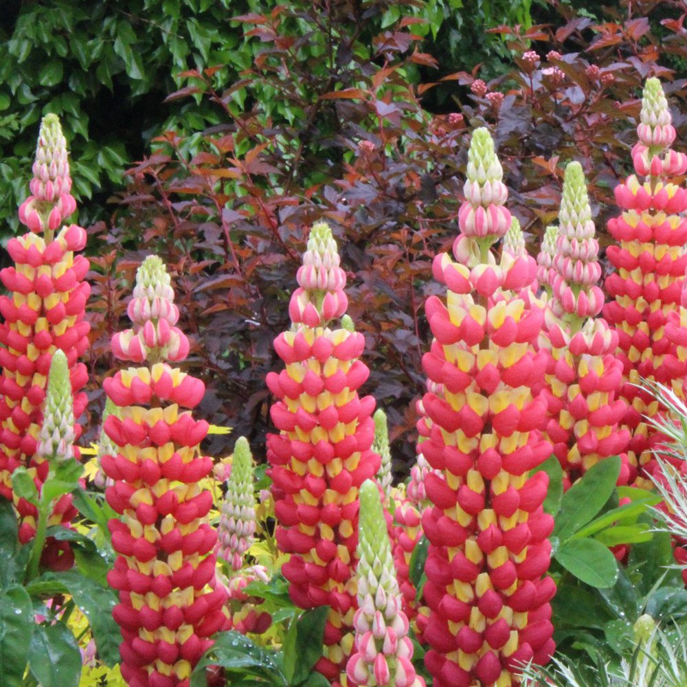 Westcountry™ 'Tequila Flame' Lupine (Lupinus) features tall spikes of pink and yellow bi-colored flowers with green leaves and reddish foliage, forming dense perennial clusters in a lush garden setting. - Photo Courtesy of Ball Horticulture 