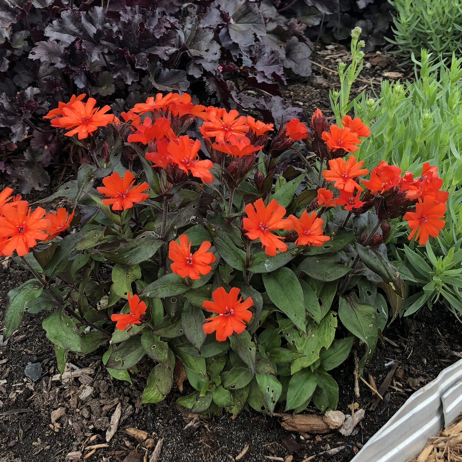 Orange Gnome' Maltese Cross | Hummingbird Favorite
