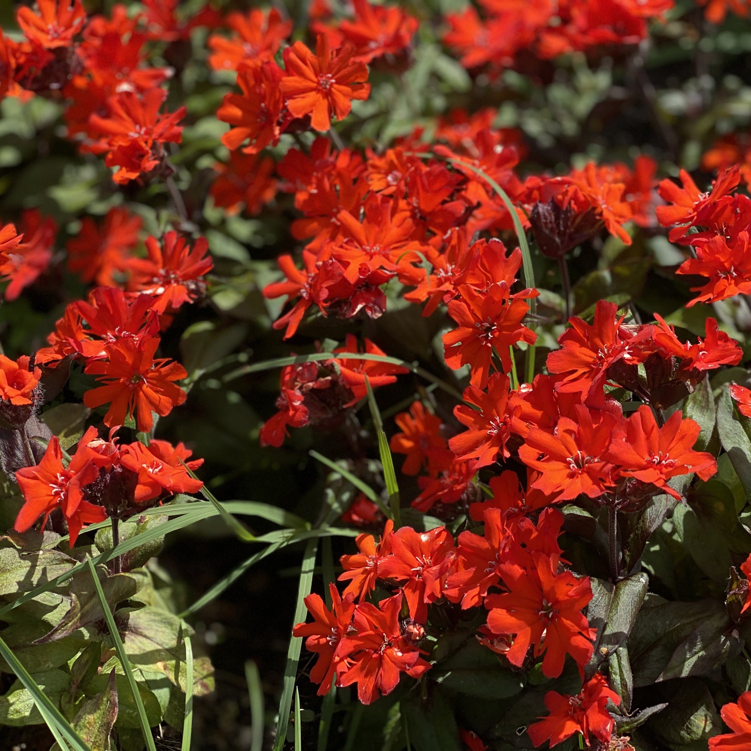 Orange Gnome' Maltese Cross | Hummingbird Favorite