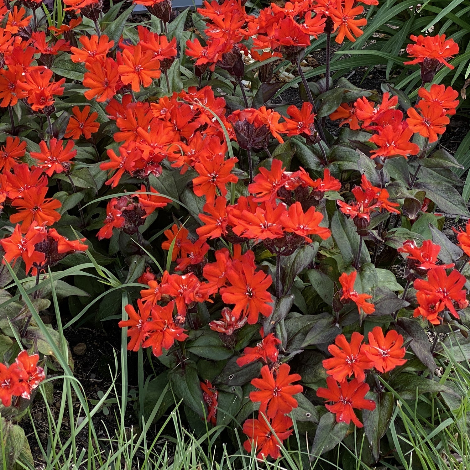 Orange Gnome' Maltese Cross | Hummingbird Favorite