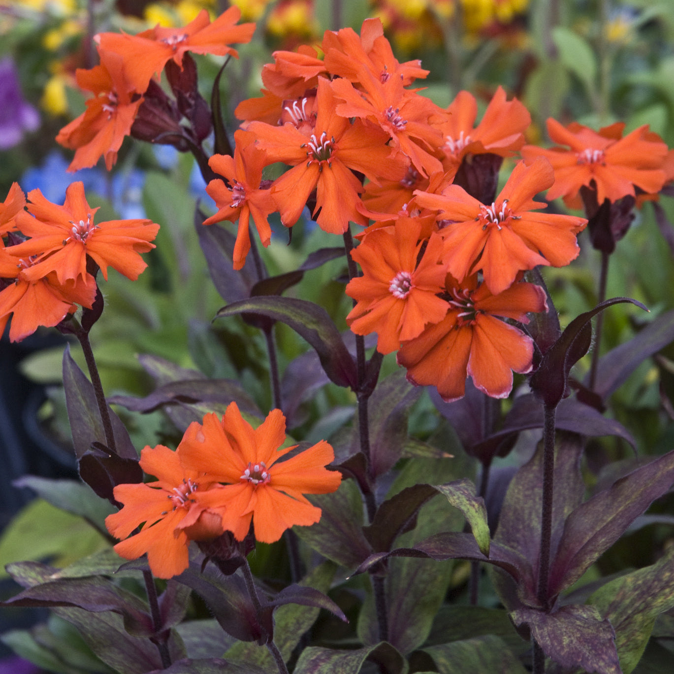 Orange Gnome' Maltese Cross | Hummingbird Favorite