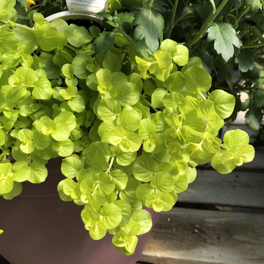 Goldilocks' Creeping Jenny (Lysimachia) - Photo Property of Garden Crossings LLC