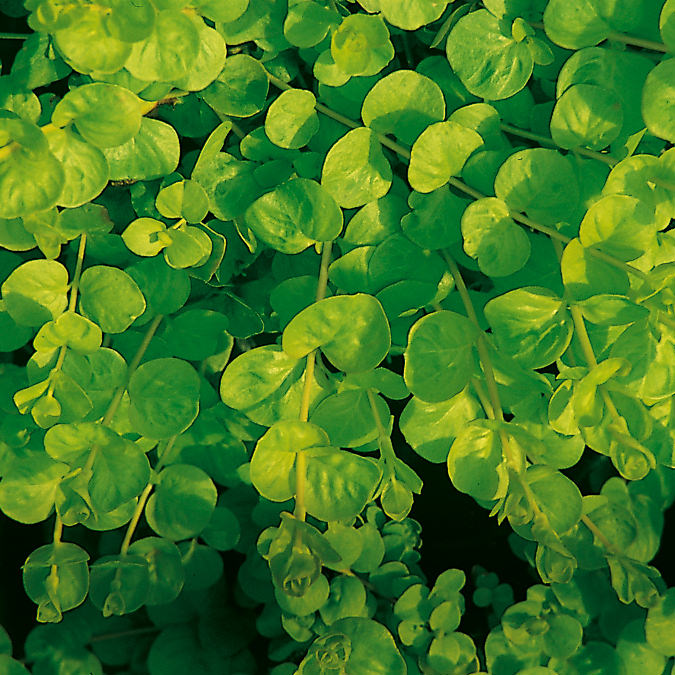 Goldilocks' Creeping Jenny (Lysimachia) - Photo Courtesy of Proven Winners, Inc.