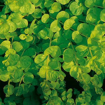 Goldilocks' Creeping Jenny (Lysimachia) - Photo Courtesy of Proven Winners, Inc.