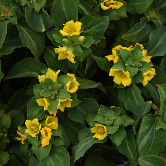 Night Light' Moneywort (Lysimachia) - Photo Courtesy of Ball Horticulure, Inc.