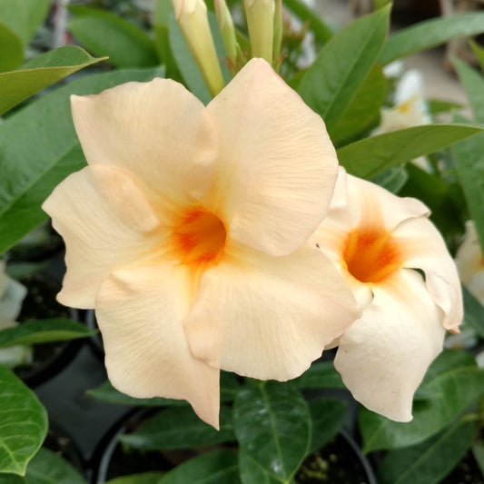 Two pale peach-colored Sun Parasol® Apricot Mandevilla flowers with orange centers bloom amid rich green leaves. Their soft petals and vibrant hues create an elegant display - Photo Property of Garden Crossings LLC.