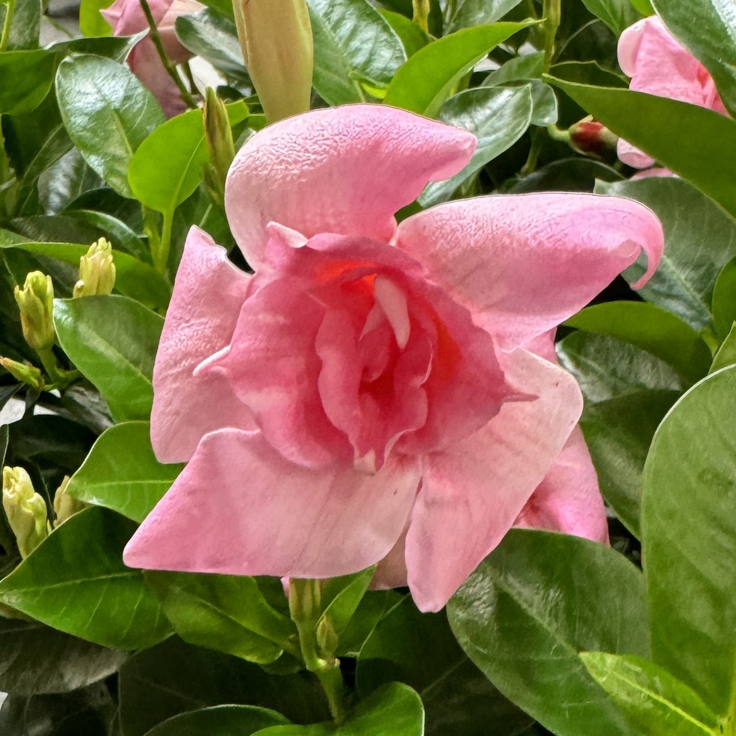 Sun Parasol® XP Double Pink Blush Mandevilla - Photo Property of Garden Crossings LLC