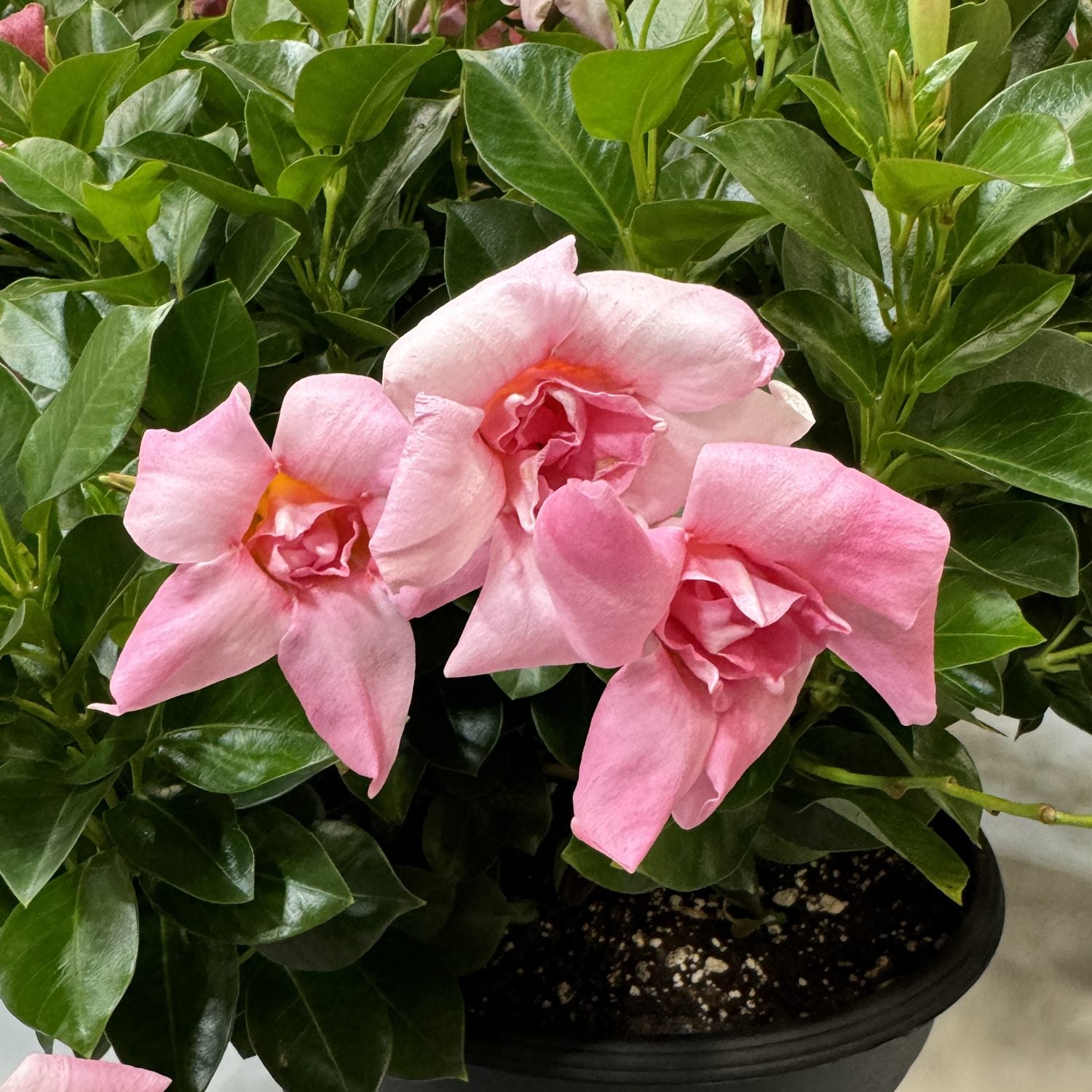 Sun Parasol® XP Double Pink Blush Mandevilla - Photo Property of Garden Crossings LLC