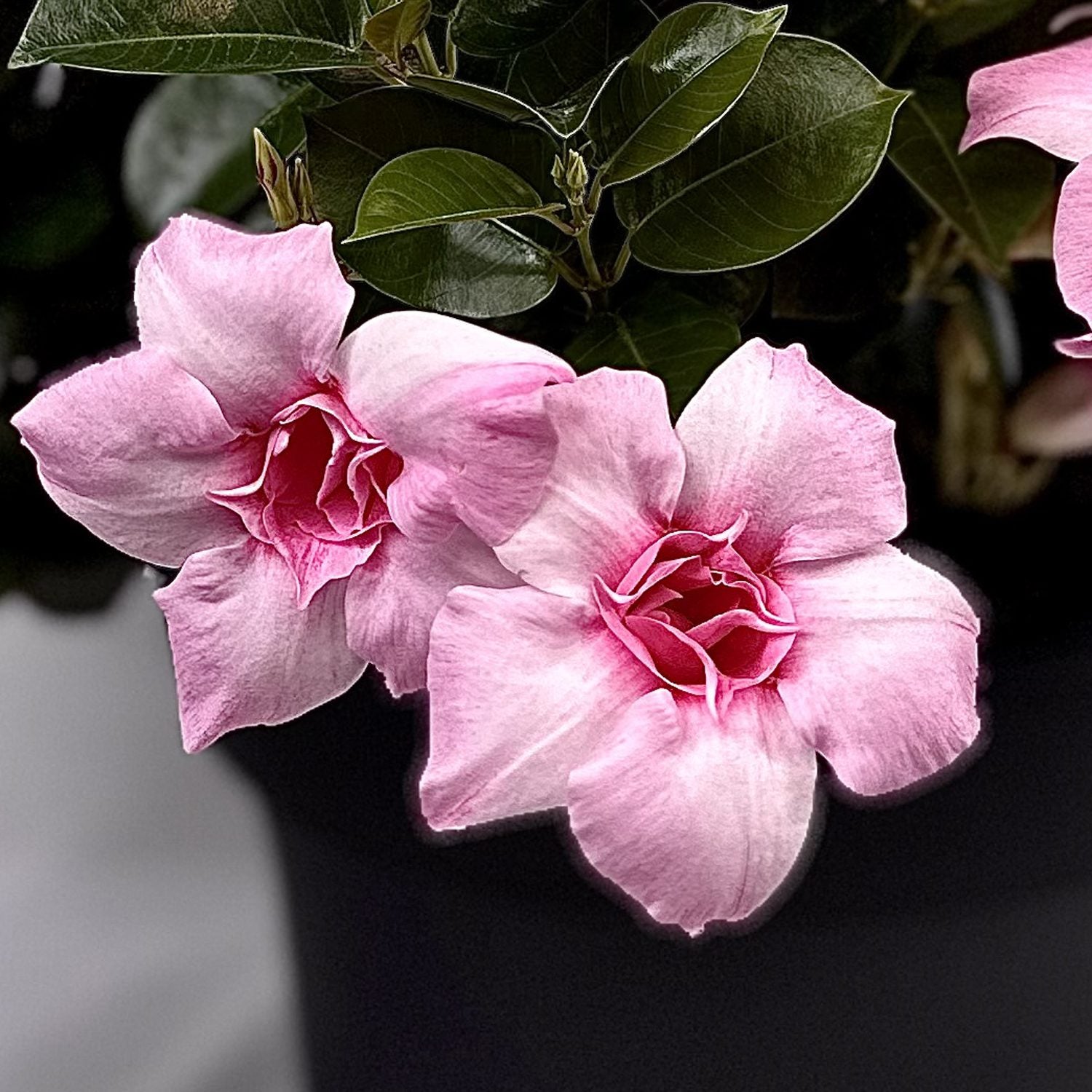Sun Parasol® XP Double Pink Blush Mandevilla - Photo Courtesy of Sunfire Nursery