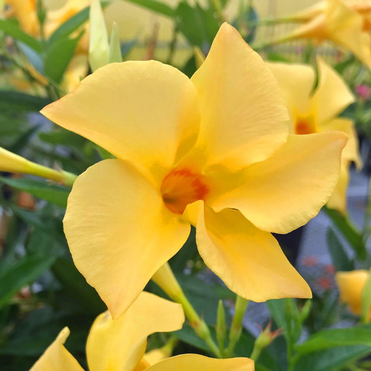 Close-up of the Sun Parasol® XP Original Sunbeam® Mandevilla, a vibrant yellow five-petaled flower with an orange center, surrounded by green leaves. This striking climbing plant brings cheerful color to any sunny garden - Photo Courtesy of Sunfire Nursery
