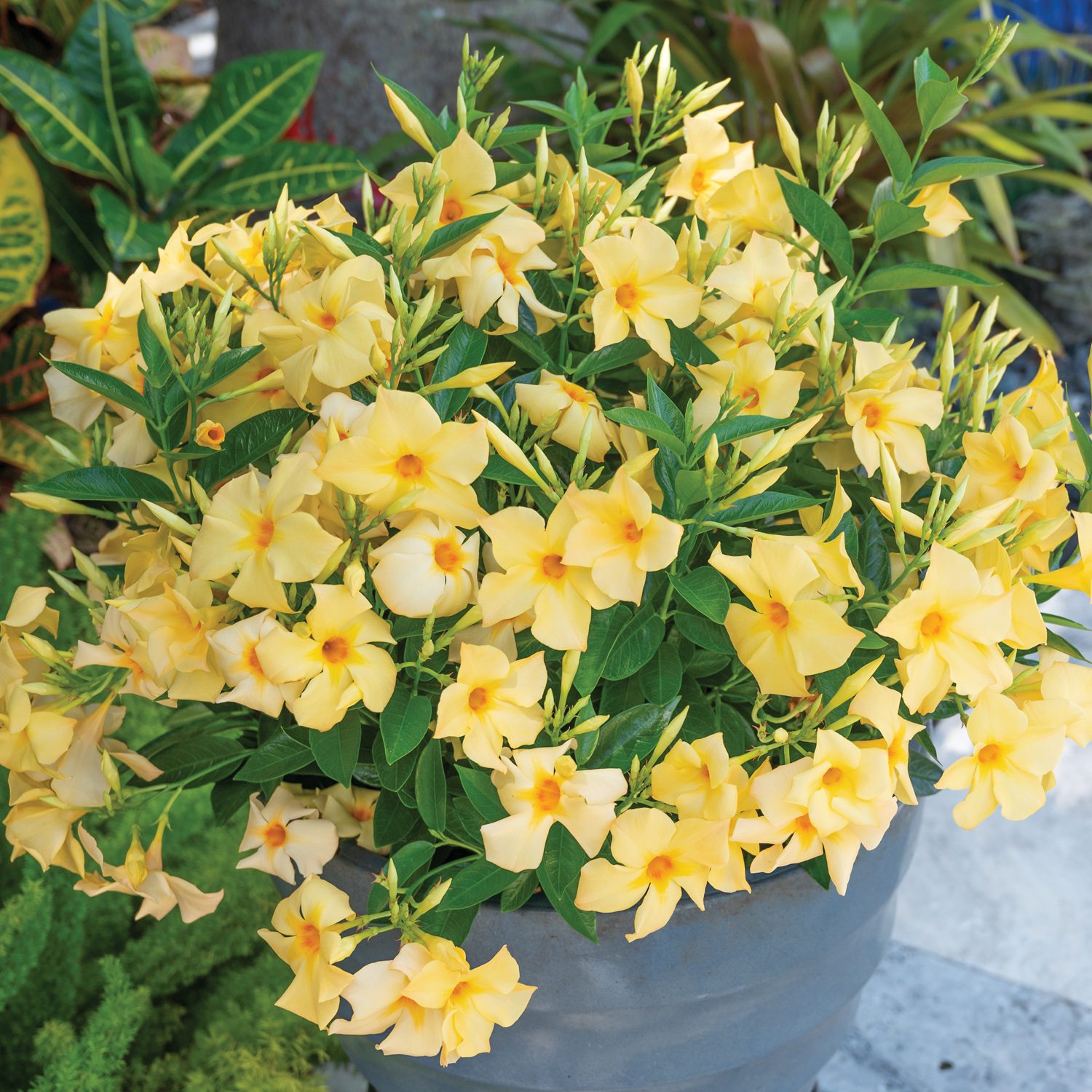 A Sun Parasol® XP Original Sunbeam® Mandevilla, a sun-loving climber with bright yellow funnel-shaped flowers and dark green leaves, placed outdoors among other foliage - Photo Courtesy of Sunfire Nursery. Decorative pot not included.