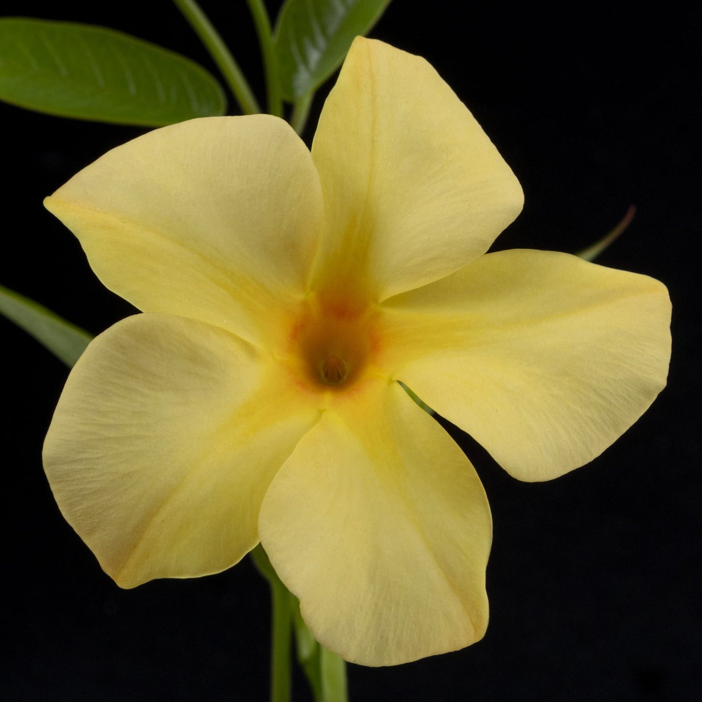 A close-up of a Sun Parasol® XP Original Sunbeam® Mandevilla displays its pale yellow, five-petaled flower with a subtle orange center and green leaves, set against a black background - Photo Courtesy of Sunfire Nursery