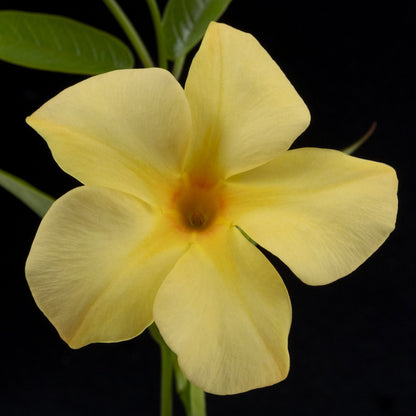 A close-up of a Sun Parasol® XP Original Sunbeam® Mandevilla displays its pale yellow, five-petaled flower with a subtle orange center and green leaves, set against a black background - Photo Courtesy of Sunfire Nursery