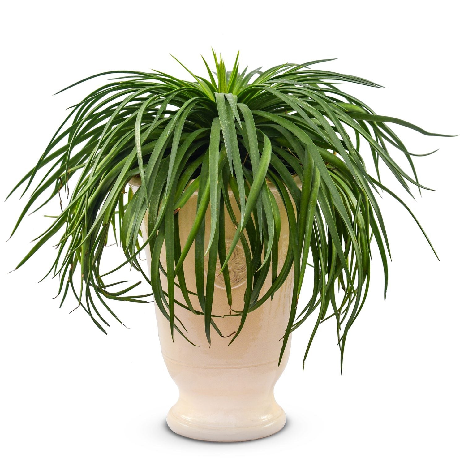 bad hair day succulent Art & Sol® 'Bad Hair Day' Mangave