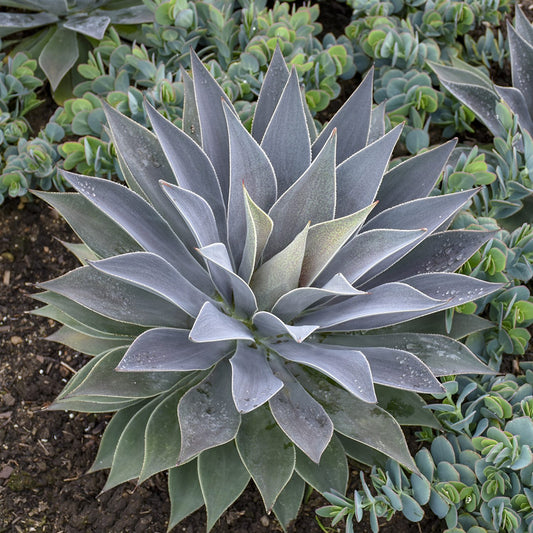 Art & Sol™ 'Lavender Lady' Mangave - Photo Courtesy of Walters Gardens, Inc.