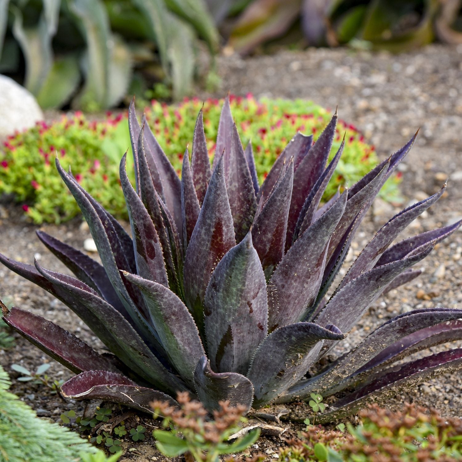 Art & Sol™ 'Thunderbird' Mangave is a drought-tolerant succulent with pointed purple and green leaves, thriving in sandy soil - Photo Courtesy of Walters Gardens, Inc.
